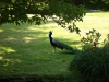 100_5975.jpg